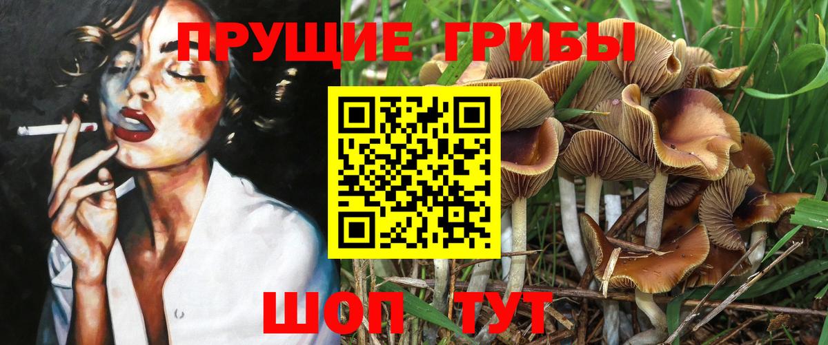 Тара  Галлюциногенные грибы Psilocybe  Вход с VPN  Галлюциногенные грибы Psilocybe 